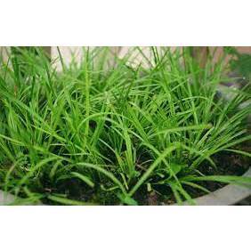 Cây giốNg thắng cố chuẩn vị, lá thắng cố tươi, lá khô, cây ươm sẵn trong bầu khỏe mạnh