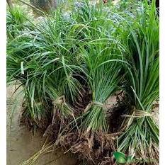 Cây giốNg thắng cố chuẩn vị, lá thắng cố tươi, lá khô, cây ươm sẵn trong bầu khỏe mạnh