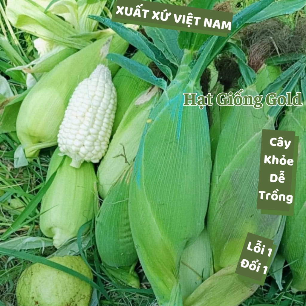 Hạt giống bắp nù sữa ngô nếp nù sữa dẻo ngọt gói 1kg loại bắp ngọt mini giống chịu hạn năng suất cao Hạt giống Gold