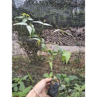 Cây chè vằng lá sẻ chuẩn giống