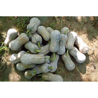 [HOẢ TỐ] 1kg Bí Đỏ-247PetWorld