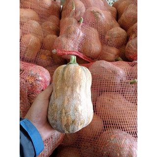 1kg bí đỏ-247petworld