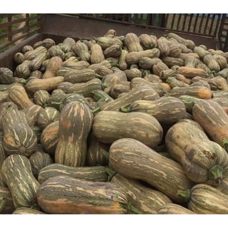 [HOẢ TỐ] 1kg Bí Đỏ-247PetWorld