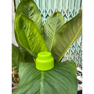 Hủ đựng kem face 10g(hủ bầu mini)