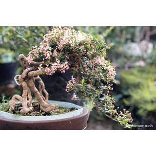 Cây hồng ngọc mai phôi bonsai .