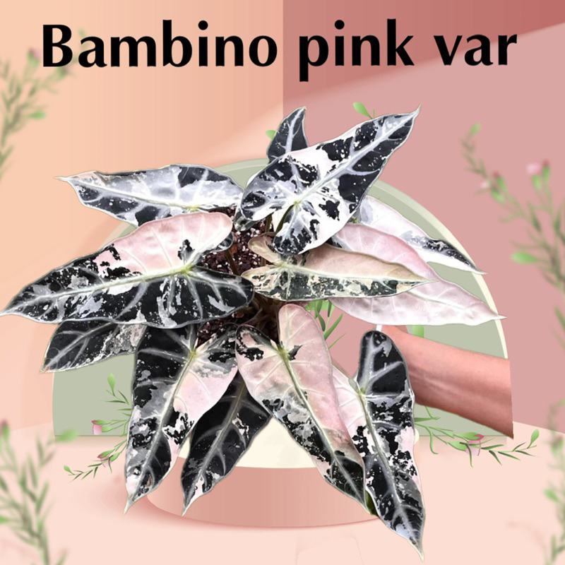 Alocasia pink bambino albo variegation- môn kiểng quan âm var hồng