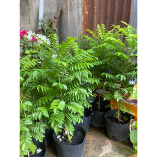 CÂY CÀ RI ẤN ĐỘ ( 130-150cm)
