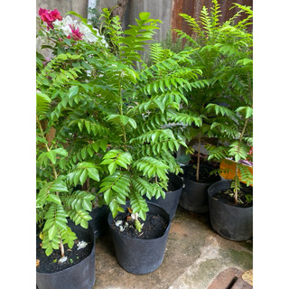 CÂY CÀ RI ẤN ĐỘ ( 130-150cm)