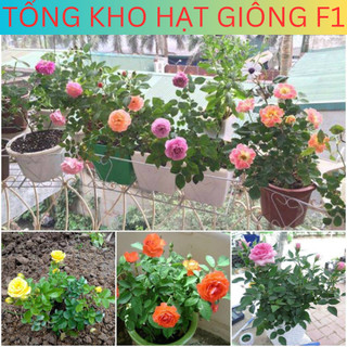 Hạt giống hoa hồng thơm lùn siêu hoa mix đủ màu