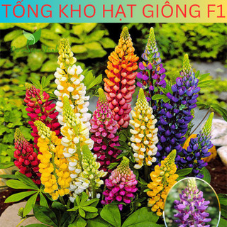 Hạt giống hoa đậu Lupin