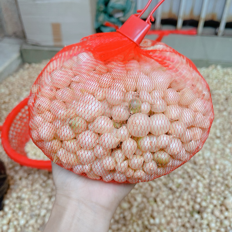 [ Củ nhỏ ] Hành tăm nghệ an,Củ nén nhà làm - hành tăm nhà trồng - hành tăm quê Nghệ An