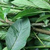Lá cây mật gấu (lá đắng) nhiều công dụng, lá tươi, lá khô, hạt giống trồng