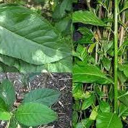 Lá cây mật gấu (lá đắng) nhiều công dụng, lá tươi, lá khô, hạt giống trồng