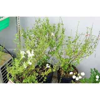 Cây Sage Hàn Quốc - Xô Thơm Hàn Jun Garden