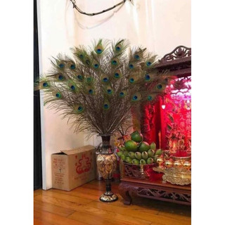 [MẮT TO] Lông công dài từ 80cm  loại ĐẸP nguyên vẹn, tự nhiên 100% phong thủy tài lộc