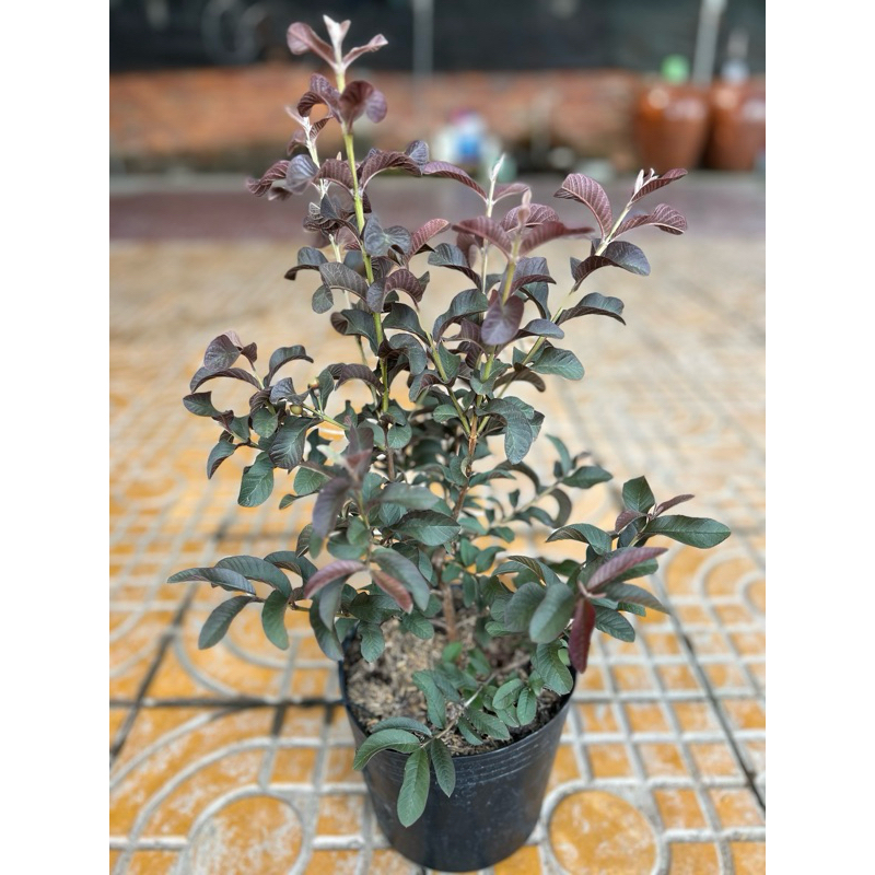 Chậu nhựa mềm Ổi Tím lá trung