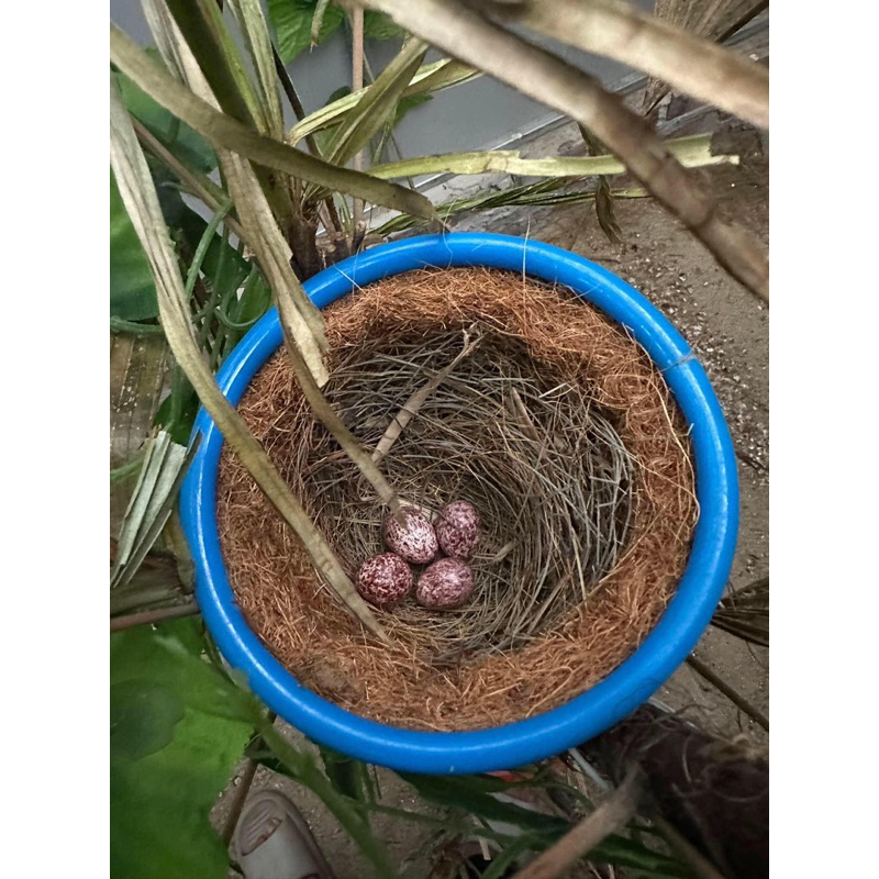 Tổ chim sinh sản giá rẻ