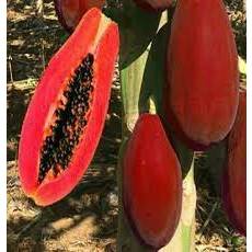 HẠT GIỐNG ĐU ĐỦ LÙN VỎ ĐỎ RUỘT ĐỎ GÓI 50 HẠT