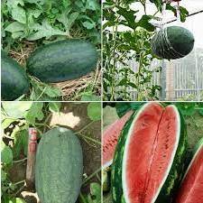 HẠT GIỐNG DƯA HẤU QUẢ DÀI 10 HẠT