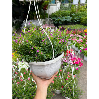Cẩm Tú Mai chậu treo siêu xinh