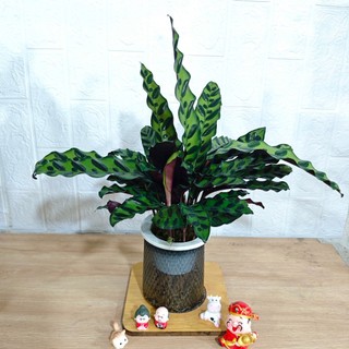 Cây đuôi công thủy sinh - cây đuôi phụng cao 30 cm