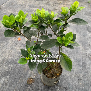 Cây hoa Bạch thiên hương hoa rất thơm cây đang nụ cao 30-40cm