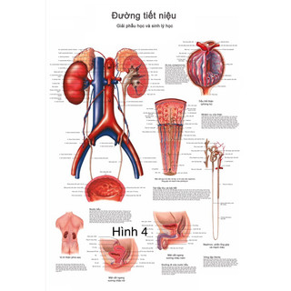 Tranh giải phẫu thận , tranh hệ bài tiết, tranh tuyến tiền liệt, biểu đồ dị ứng