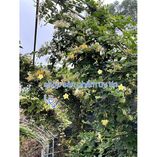 kim ngân hoa rừng(hạt giống tự nhiên nguyên quả)