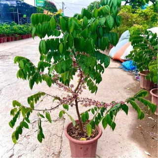 Cây khế ngọt trưởng thành đang hoa quả cao 80cm