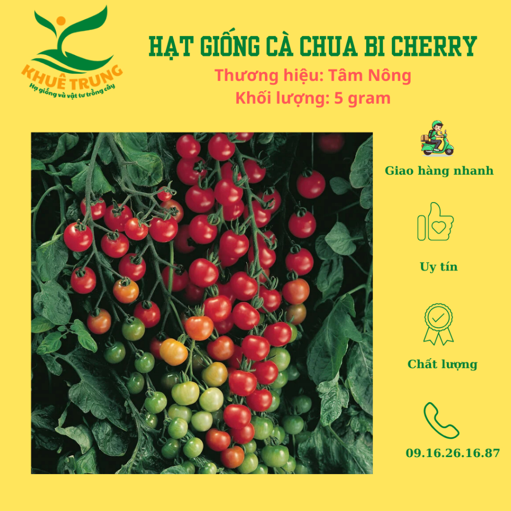 Hạt giống cà chua bi siêu quả Cherry tomato