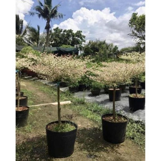 Cây Bàng cẩm thạch Nhật Bản