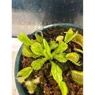 Cây bẫy kẹp oncorhynchus, dionaea oncorhynchus