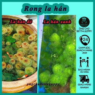 Rong la hán ( mua trên 10 nhánh tặng 2 nhánh )