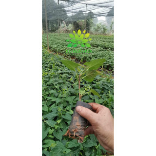 Hà thủ ô bầu cây giống