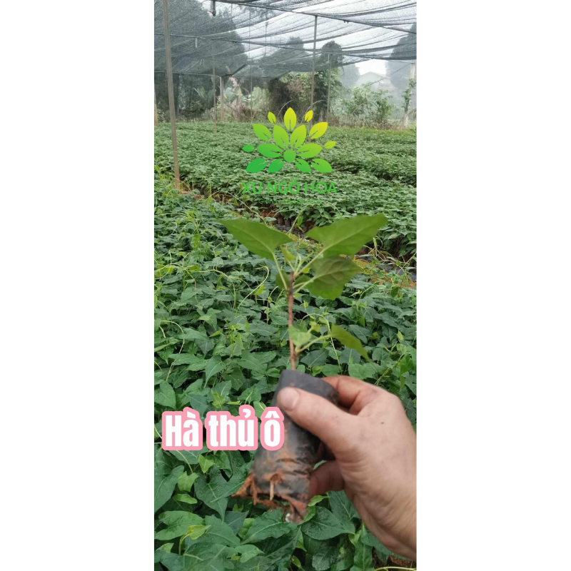 Hà thủ ô bầu cây giống