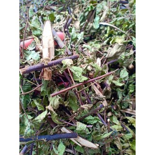 Cúc tần phơi khô/tươi (lức, sài hồ nam, từ bi) (1kg)