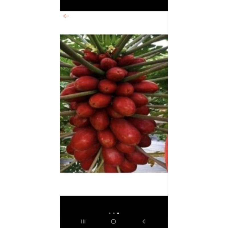 10 hạt giống  đu đủ đỏ