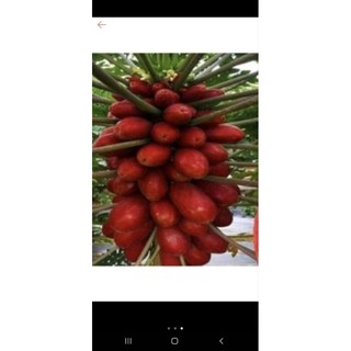 10 hạt giống đu đủ đỏ