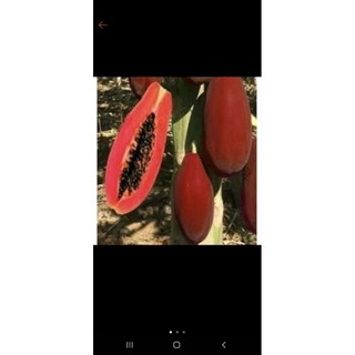 10 hạt giống  đu đủ đỏ