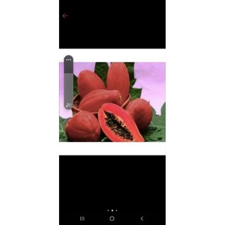 10 hạt giống  đu đủ đỏ