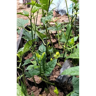 Cây giống gấc chuẩn ươm sẵn trong bầu giao hàng toàn quốc