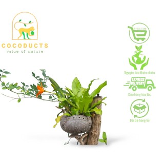 Vỏ gáo dừa trồng lan xinh xắn cho ban công -sân vườn