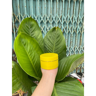 Hủ đựng kem body 100g (hủ K)