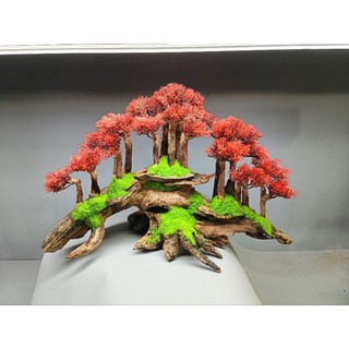 Cây gỗ lũa bonsai kiểu đồi cây [Phần đế bằng gỗ, phần thân có nhiều rể rủ, hang hốc. có 2 loại tán]