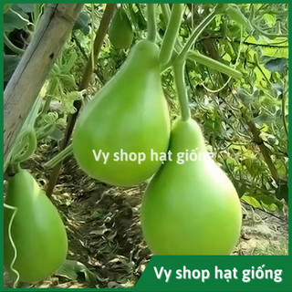 Hạt giống bầu gáo Broom Đài Loan nguyên gói 10 hạt