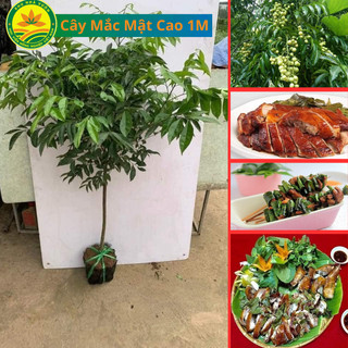 Giống cây mắc mật choai cao 1m2 - 1m5, cây gia vị nhà nên trồng