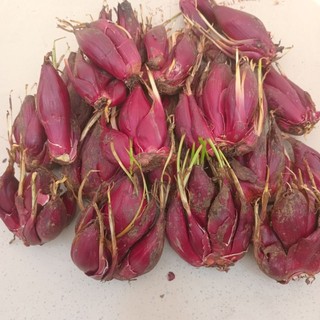 1kg sâm đại hành.củ sâm đại hành tuoi(tỏi Lào tỏi đỏ kiệu đỏ)