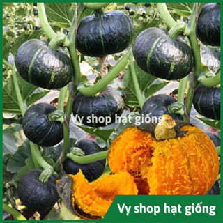  Hạt giống bí hạt dẻ - bí ngô Nhật da xanh nguyên gói 20 hạt 