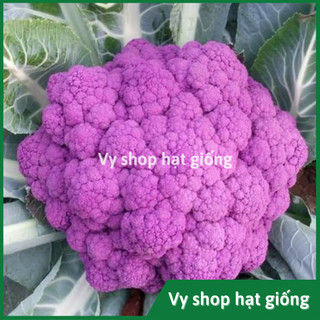 Hạt giống súp lơ tím nguyên gói 100 hạt