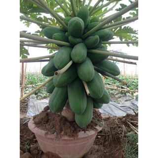 Hạt giống đu đủ lùn ruột đỏ thái lan siêu trái